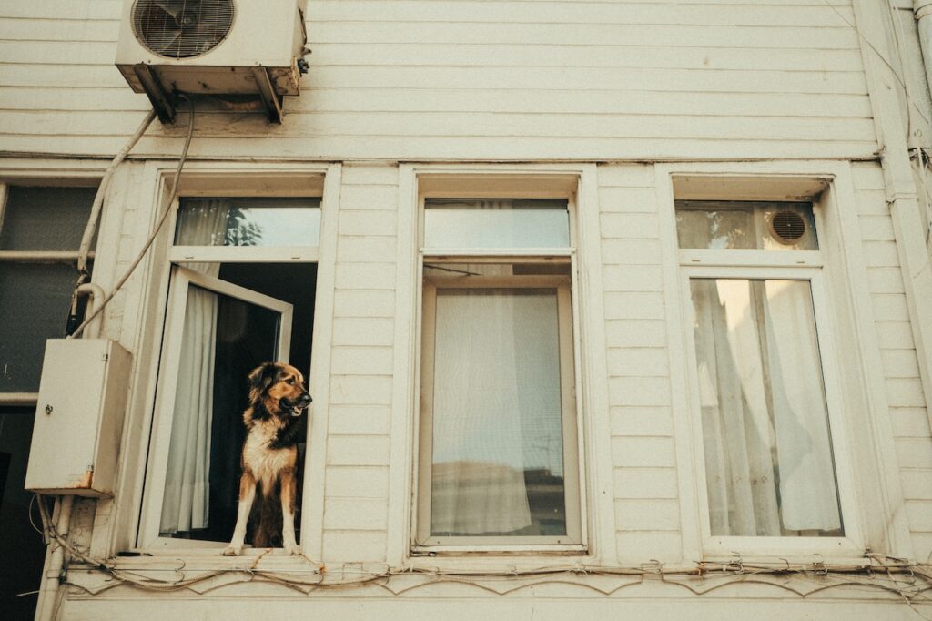 rental property with dog in the window