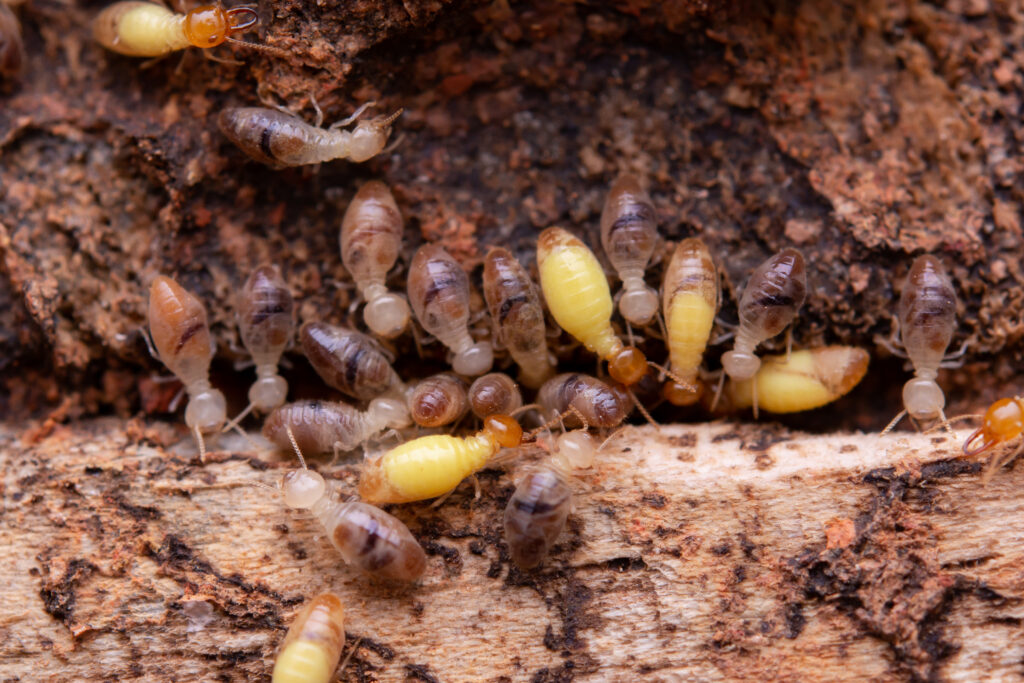 Termites