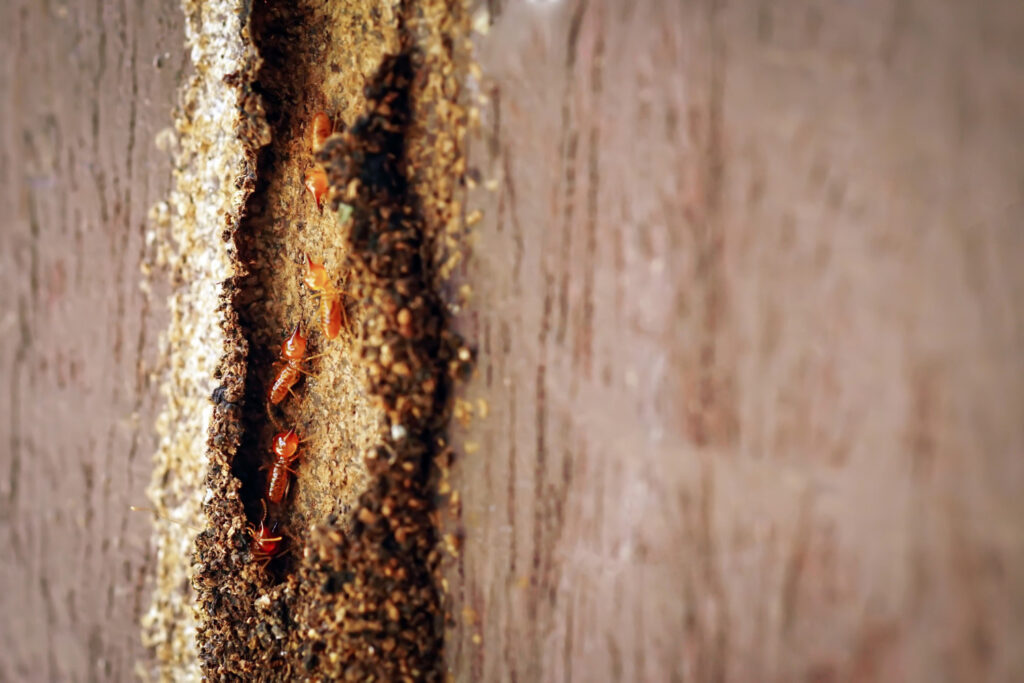 termite infestation